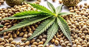 Discovering the Best Marijuana Seeds BC Growth and Cultivation Tips